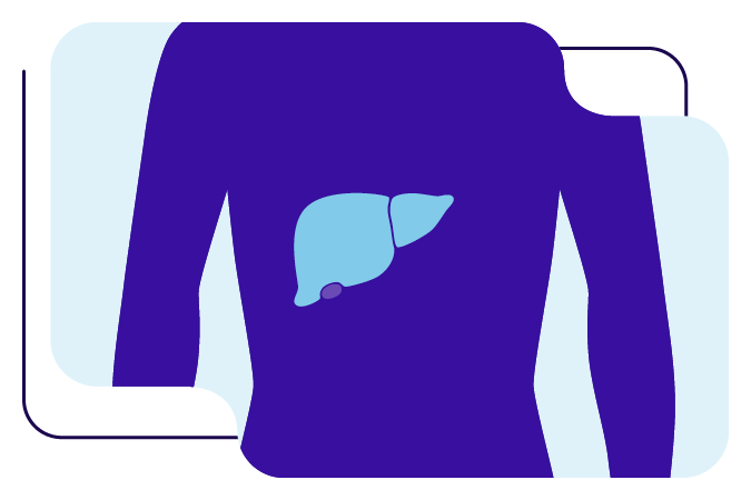 Liver