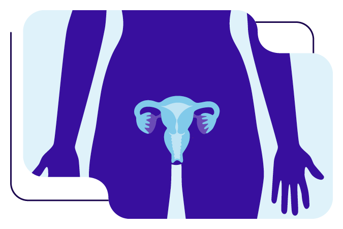 Womb or endometrial